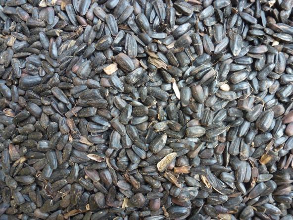 nain noir MICf 2006 1332 444