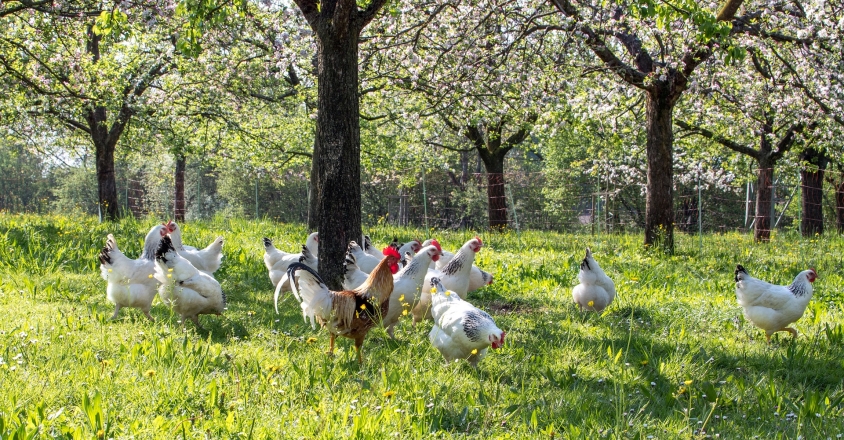 chickens g3201a2f34 1920