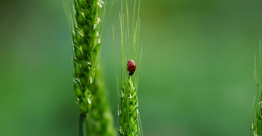 ladybugs g6ea5140e8 1920