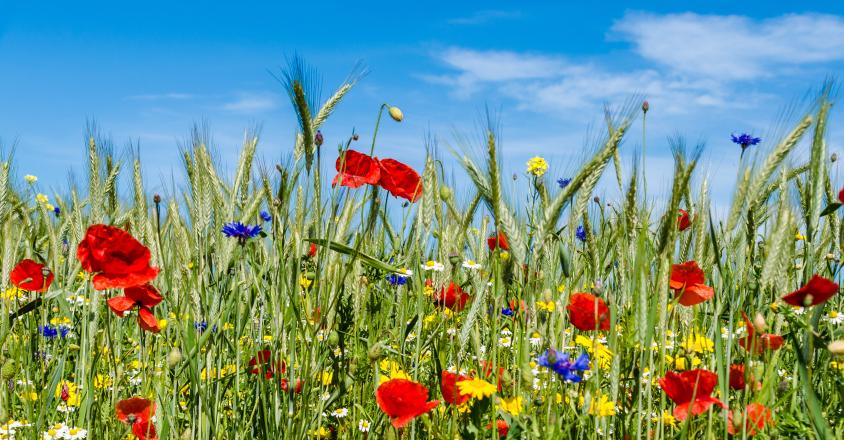 biodiv champs fleurs
