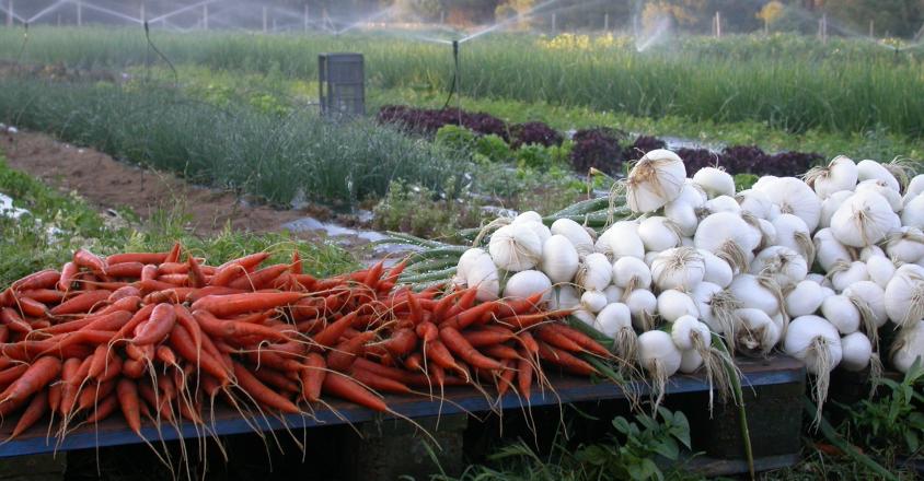 irrigation maraichage