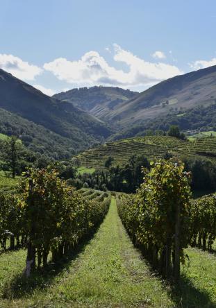 vigne pays basque 1332 444