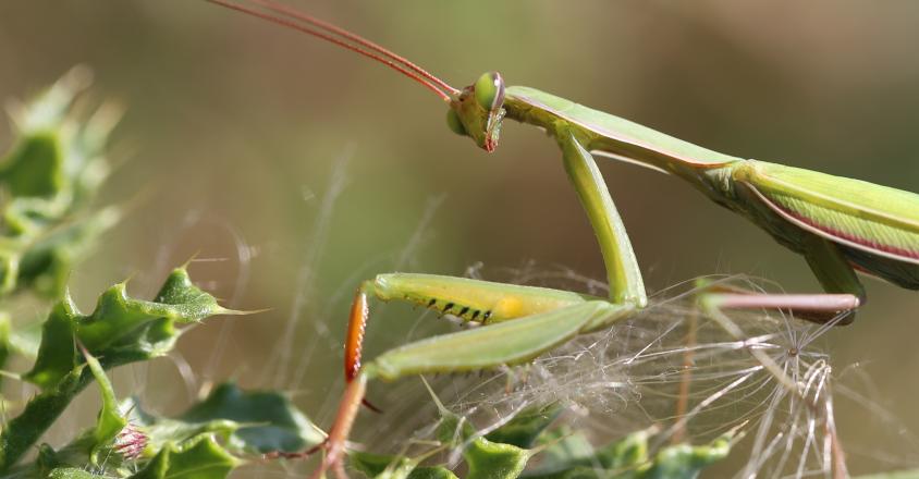 biodiv champs fleurs