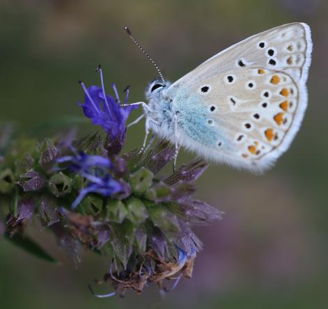 03 BiodiversitChristophe IMG 4663 2 1332 444