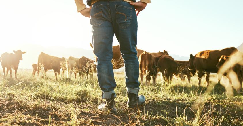 Jambes Vache agriculteur et homme