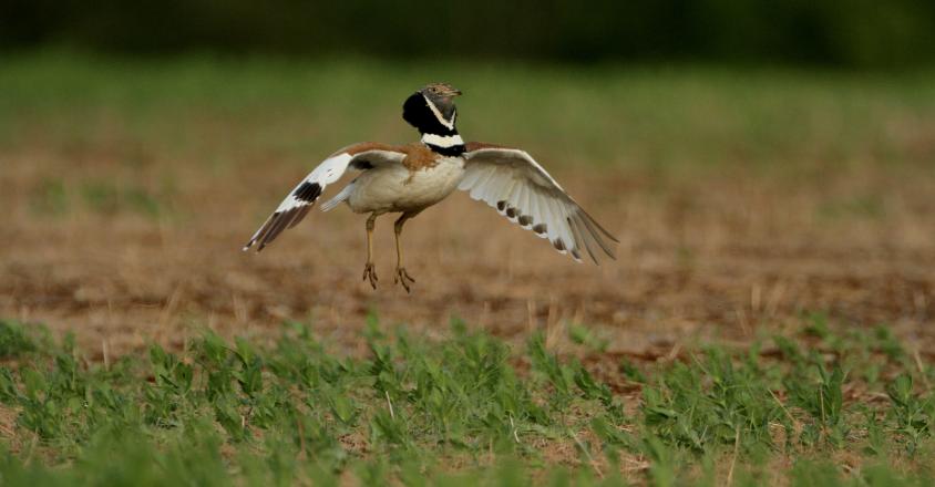Outarde canepetière Guy Renaud