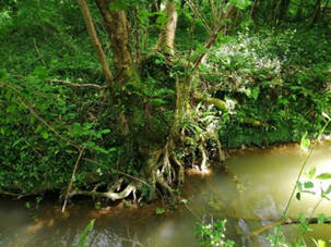 ripisylve_à_Arrast_64__embâcle_dun_cours_deau_berge_maintenue_par_les_racines.jpeg